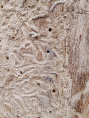 Scolytus muticus