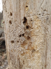 Scolytus muticus
