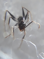 Pheidole latinoda