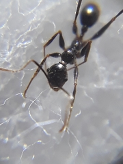 Pheidole latinoda