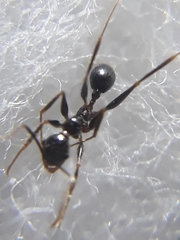 Pheidole latinoda