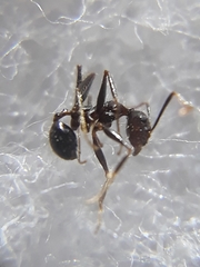 Pheidole latinoda