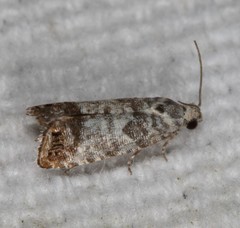 Pammene medioalbana