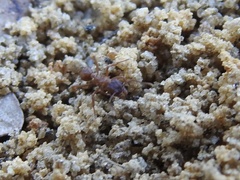 Image of Trachymyrmex septentrionalis