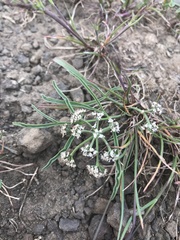 Lomatium lithosolamans