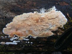 Steccherinum nitidum