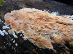 Steccherinum nitidum