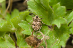 Brachypera zoilus