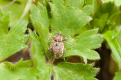 Brachypera zoilus