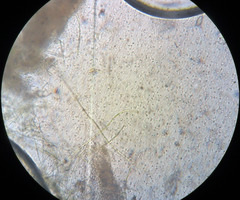 Steccherinum nitidum