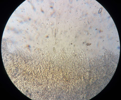 Steccherinum nitidum