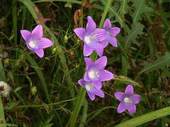 Campanula ramosissima