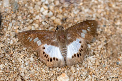 Tagiadini