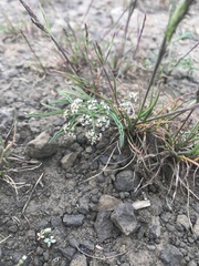 Lomatium lithosolamans