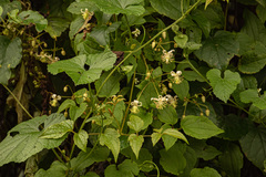 Clematis hirsuta