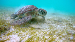 Chelonia mydas