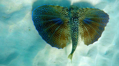 Dactylopterus volitans