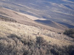 Sylvilagus idahoensis