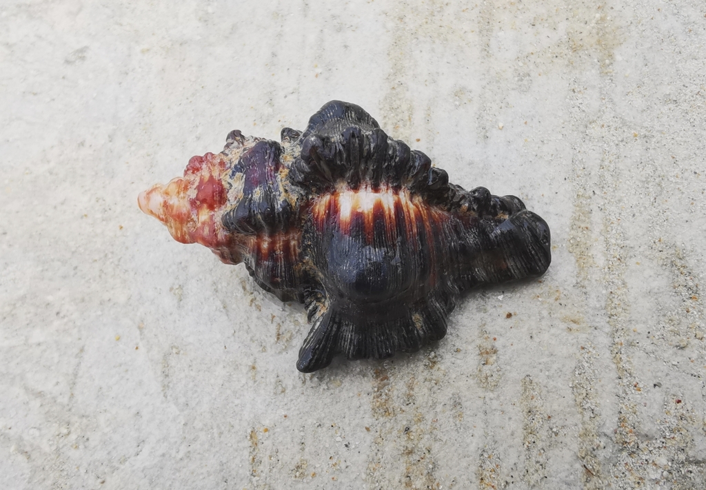 Adusta murex