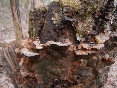 Inonotus glomeratus