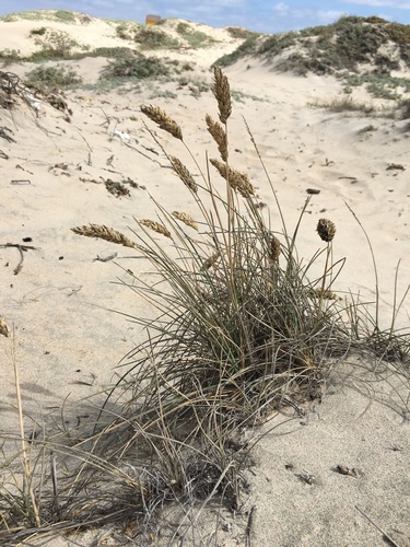 Poa cumingii