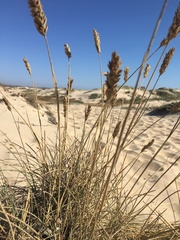 Poa cumingii
