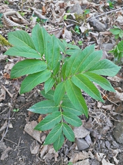 Sambucus ebulus
