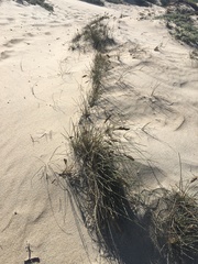 Poa cumingii