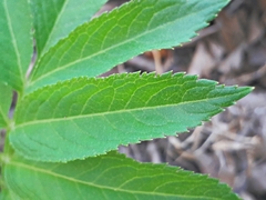 Sambucus ebulus