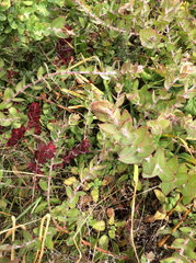Arctostaphylos cruzensis
