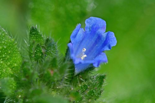Representative image of Echium parviflorum