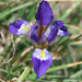 Algerian Iris - Photo (c) identigy, some rights reserved (CC BY-NC), uploaded by identigy