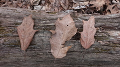 Quercus × leana