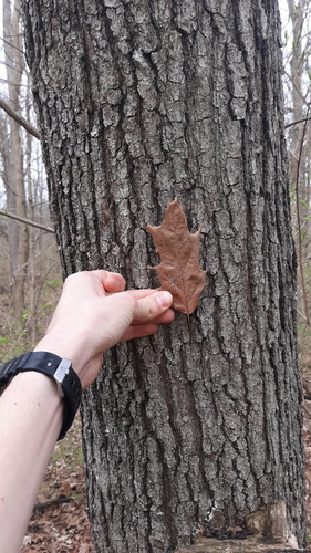 Quercus × leana, photograph 4