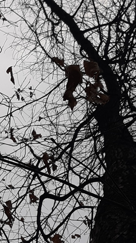 Quercus × leana, photograph 5