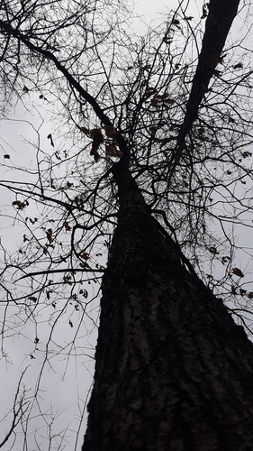 Quercus × leana, photograph 6