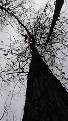 Quercus × leana