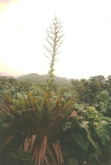 Glomeropitcairnia penduliflora