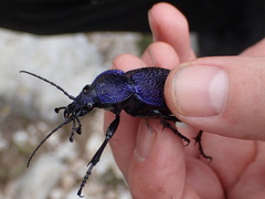 Carabus scabrosus