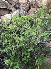 Pentatrichia petrosa