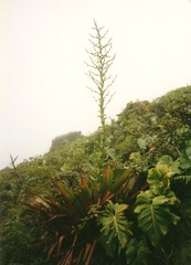 Glomeropitcairnia penduliflora