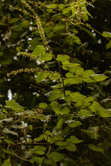 Gouania longispicata