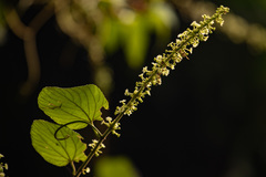 Gouania longispicata