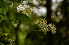Mikania chenopodiifolia