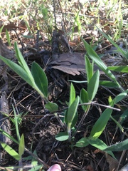 Crocanthemum carolinianum