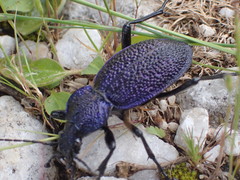 Carabus scabrosus