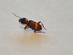 Stenomorphus