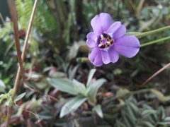 Ennealophus foliosus