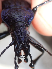 Carabus scabrosus