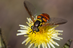 Chrysotoxum triarcuatum